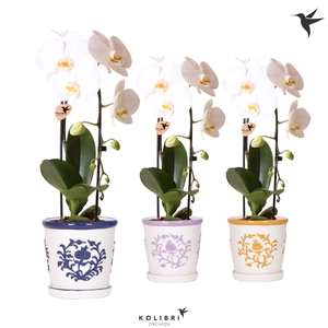 Phal Casc Kolibri Wit 1 Tak Keramiek Malaga