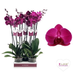 Phal Stellenbosch 2 Tak