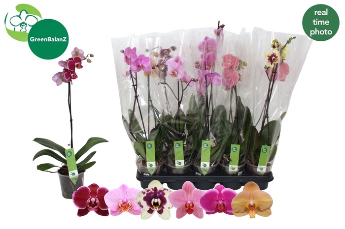 <h4>PHAL GEM 6 KL</h4>