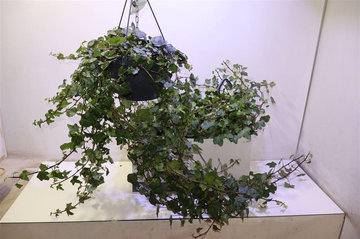 <h4>arr8 Hed He Wonder</h4>