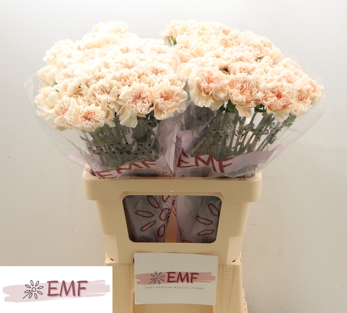 <h4>DI ST PEACH TEA</h4>