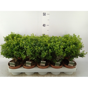 Myrsine africana