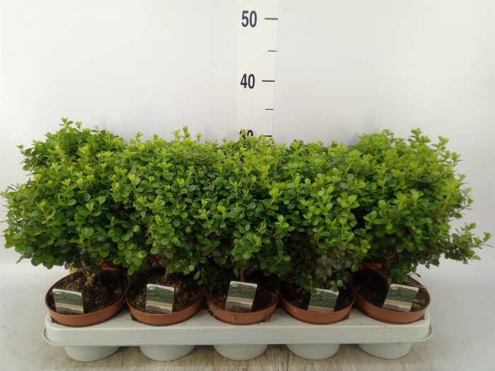 <h4>Myrsine africana</h4>