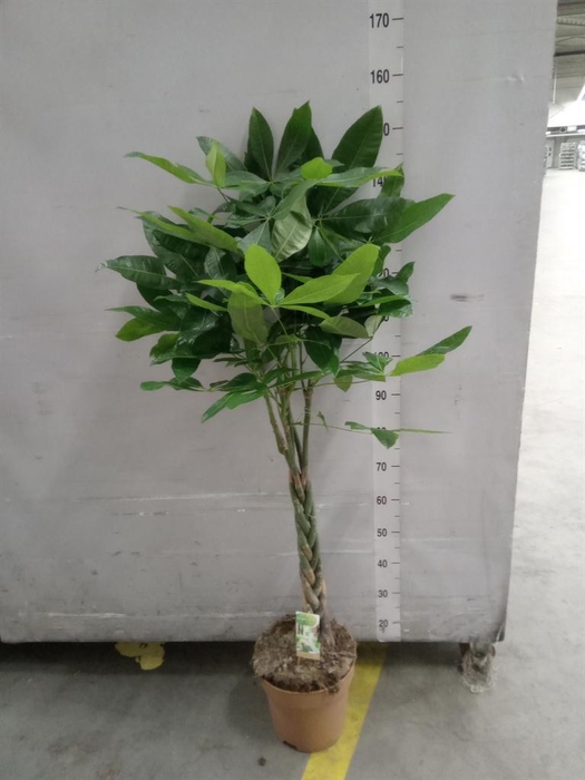 <h4>Pachira aquatica</h4>