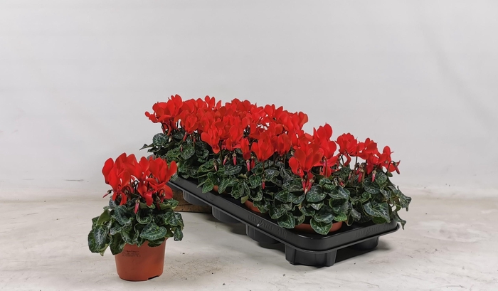 <h4>Cycl Kl Overig</h4>