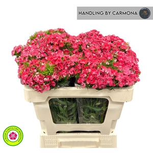 DI BARB S WILL CORAL