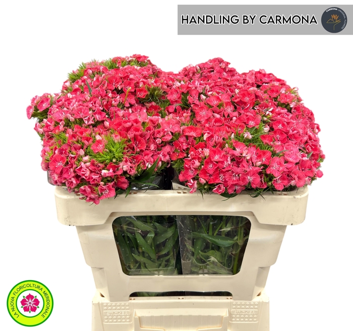 <h4>DI BARB S WILL CORAL</h4>