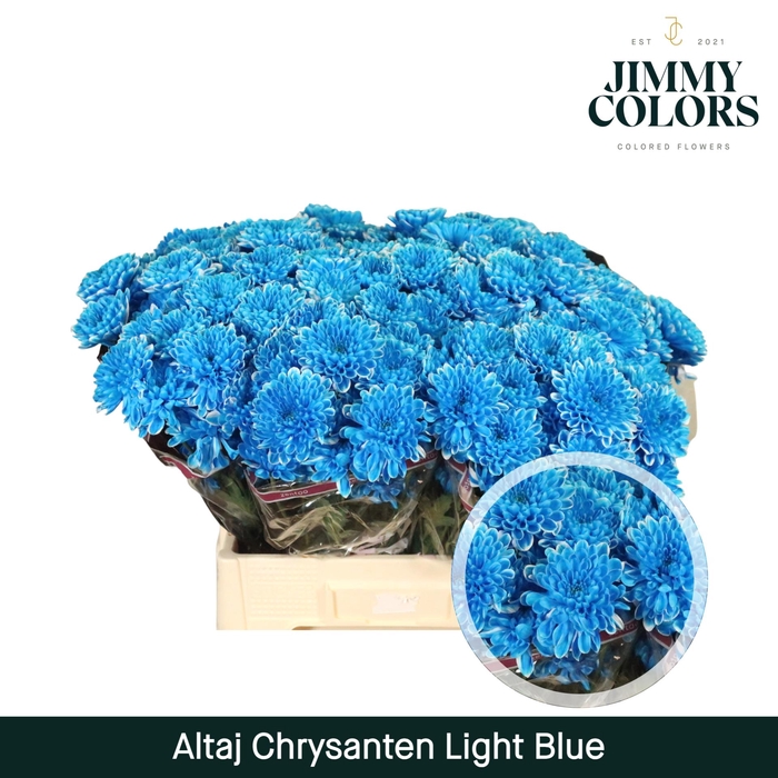 <h4>Chr T Altaj Light blue</h4>