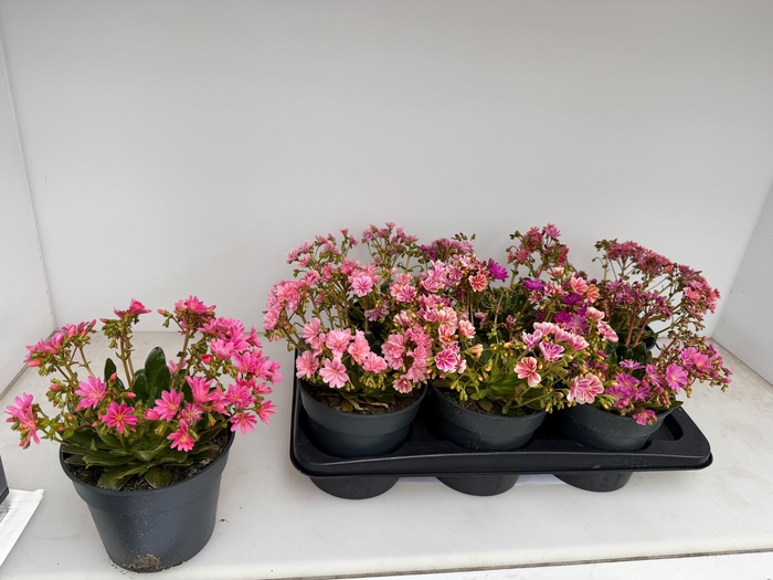 <h4>LEWI MOU DREAMS GEM</h4>