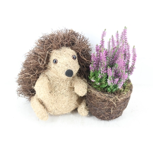 arr4 Outdoor PL - Egel calluna
