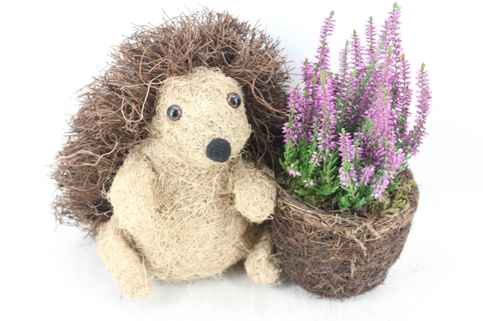 <h4>arr4 Outdoor PL - Egel calluna</h4>