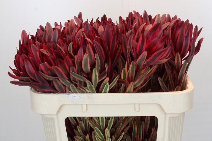 Leucadendron Jester