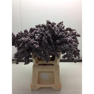Bes Op Stok Icy Bordeaux