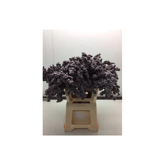 <h4>Bes Op Stok Icy Bordeaux</h4>