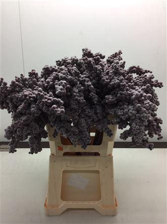 Bes Op Stok Icy Bordeaux