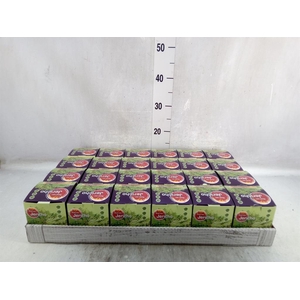 Selaginella lepidophylla