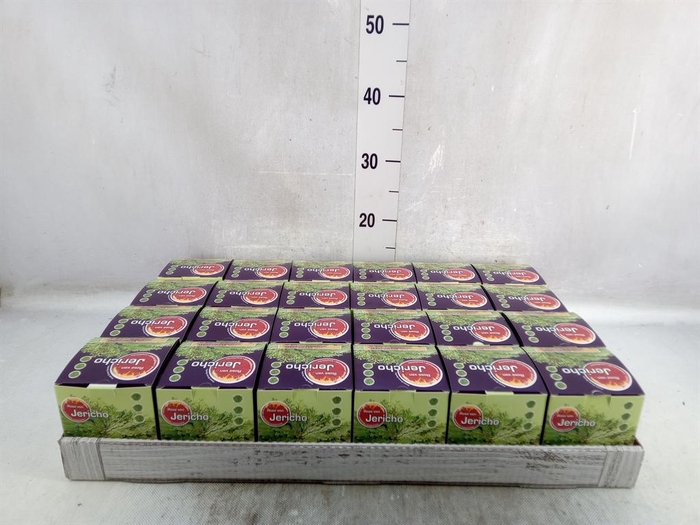 <h4>Selaginella lepidophylla</h4>