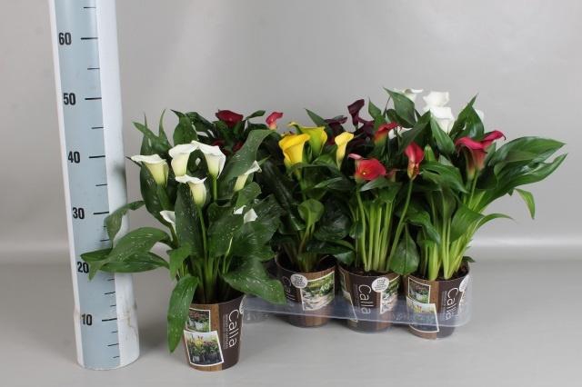 <h4>ZANT GEM 6 KL</h4>