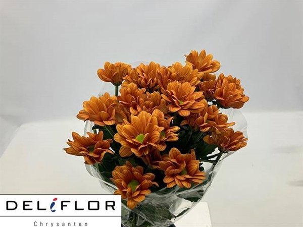 <h4>CHR T MANAGUA ORANGE</h4>