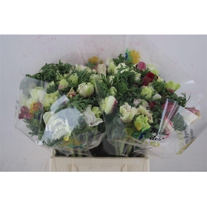 Anem Mistral White Red