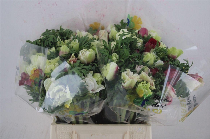 <h4>Anem Mistral White Red</h4>