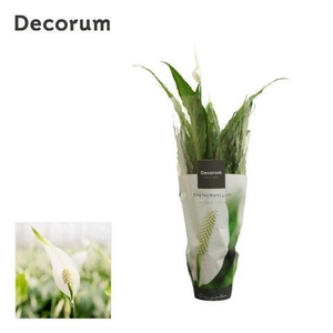 Spathiphyllum 13 cm Sweet Chico 7+ Decorum