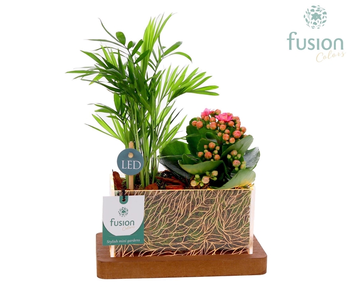 <h4>Acryl bakje LED rechthoek met Arrangement</h4>