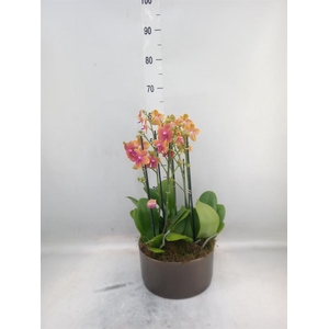 Phalaenopsis multi. 'Ant Bolgheri'