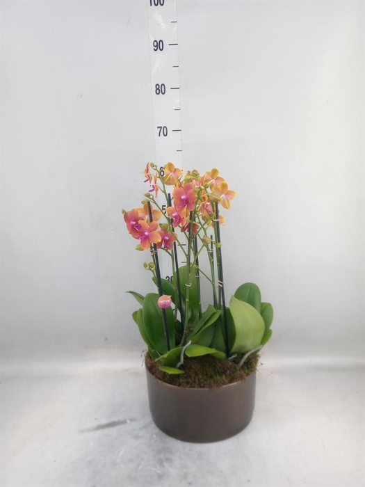 <h4>Phalaenopsis multi. 'Ant Bolgheri'</h4>