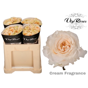 R GR CREAM FRAGRANC+