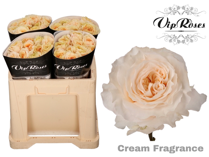 R GR CREAM FRAGRANC+