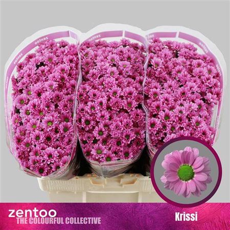 <h4>Chr S Aaa Krissi</h4>