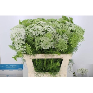 AMMI VIS CASABLANCA