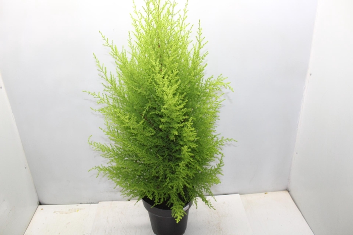 <h4>TUIA HOLANDESA P20</h4>