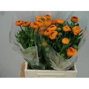 Calendula Green Spot Orange Verano