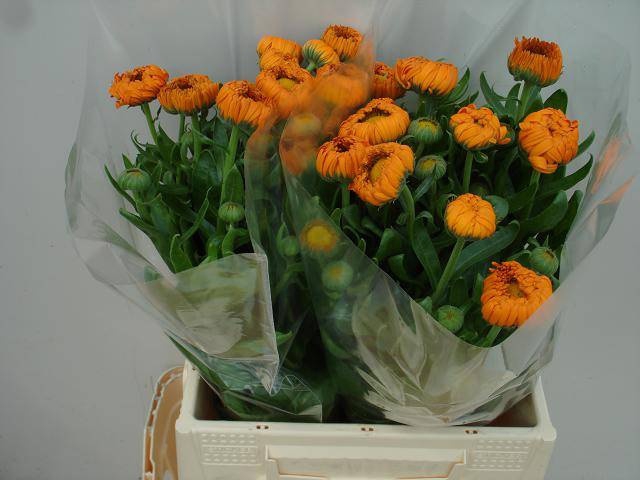 <h4>Calendula Green Spot Orange Verano</h4>