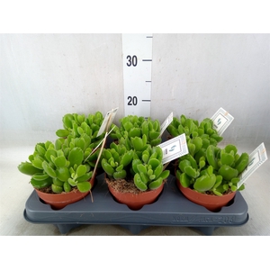Cotyledon tome. 'Green Footprint'
