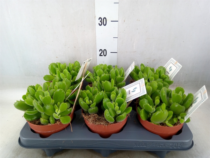 <h4>Cotyledon tome. 'Green Footprint'</h4>