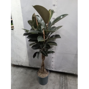 Ficus elastica 'Burgundy'