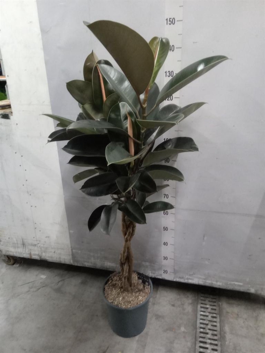 <h4>Ficus elastica 'Burgundy'</h4>