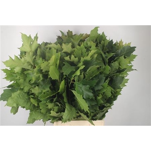 Quercus Rubra Green