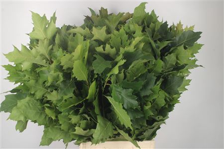 <h4>Quercus Rubra Green</h4>
