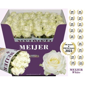 Rosa large avalanche+ Meijer White