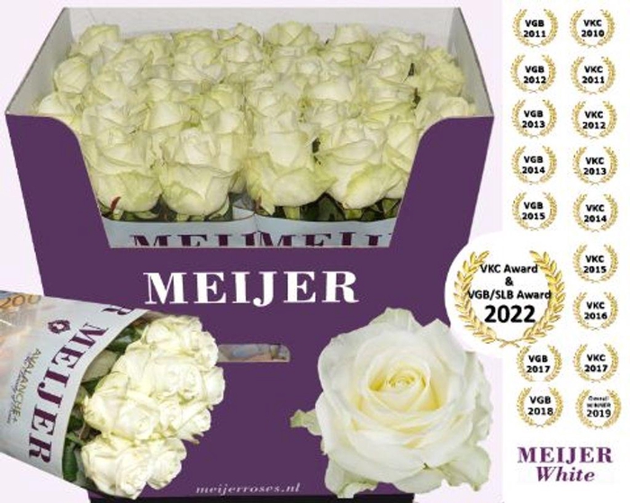 <h4>Rosa large avalanche+ Meijer White</h4>