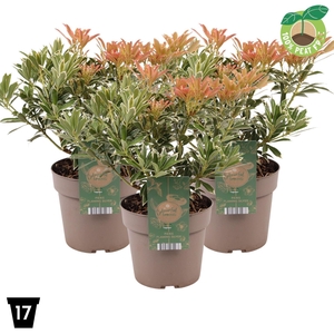 Pieris Flaming Silver