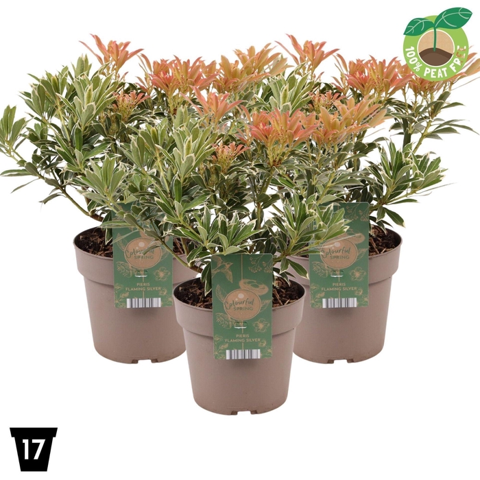 <h4>Pieris Flaming Silver</h4>