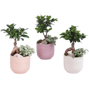 Yearround Arr. Indoor Ceramic Soft Elegance SE660 Ø14cm 2PP