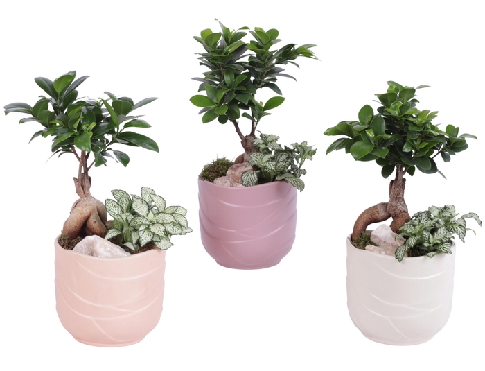 <h4>Yearround Arr. Indoor Ceramic Soft Elegance SE660 Ø14cm 2PP</h4>