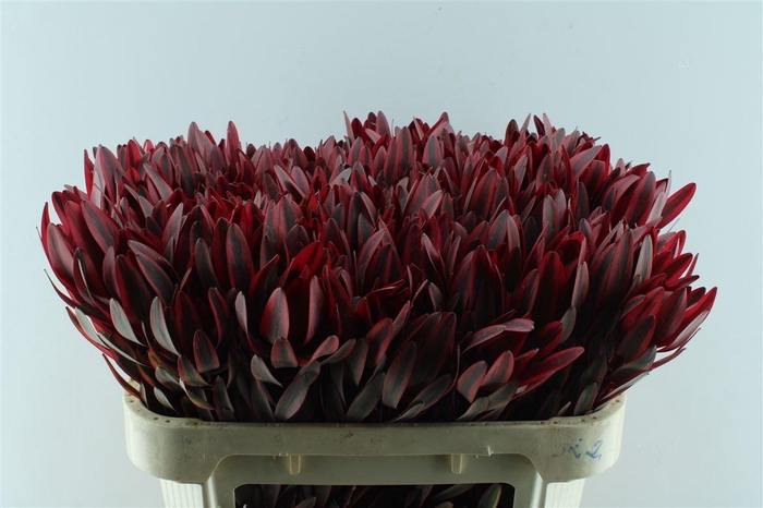 <h4>Leucad Jester</h4>