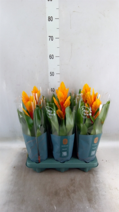 <h4>Vriesea  'Intenso Flame'</h4>